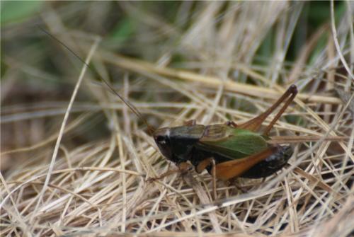 Zeuneriana abbreviata